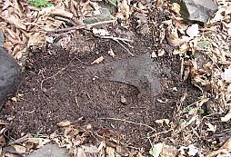 Dva policajti ve stráni