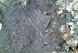 Nedělní procházka