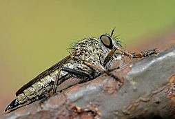 Třídní nepřítel