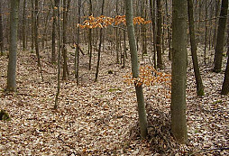 Mincička z úvozovky