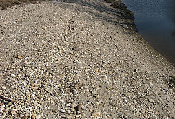 Mammuthus primigenius