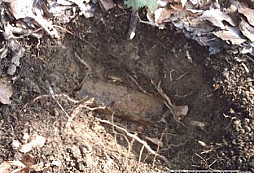 Lesná zmes od Sturmovika