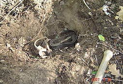 Starší nálezy od lazara