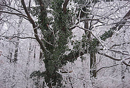 Spomienka na november