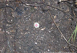 Silvesrovský mrzáček