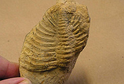 Trilobit?