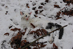 Novej stříbrnej metálek