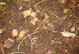 Páteční Gold snažení