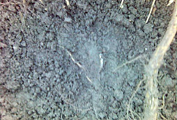 No konečně, nález z říše snů...