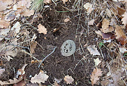 Pár pěkných kopů