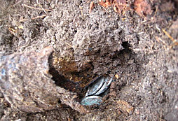 Z posledních dvou vycházek