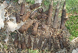 Dopolední vycházka s Bobem