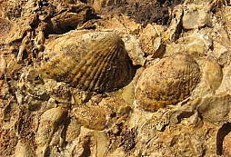 Co noveho v nasom lesiku