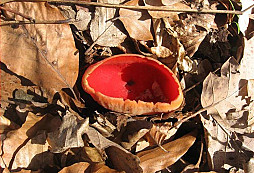 Z lesika a od kamarata