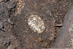 OZZY junior v jeho prvních maskáčích