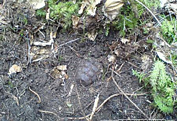 Těžítko a trocha železa