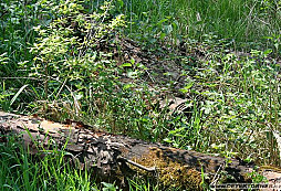 Záhada umělých stromů