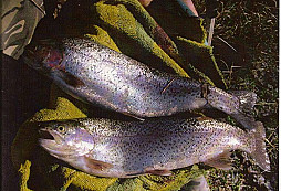 S detektorem a udicí