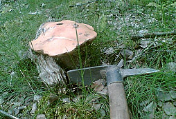 I. část nálezů z našeho lesa