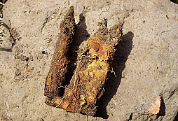 Nálezy za poslední týden