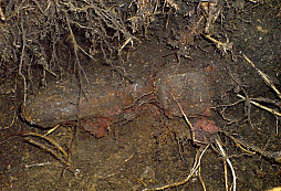 Přeci jsem se dočkal