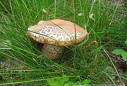 Nedělní odznáček