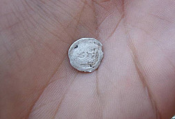 Stříbrňák k určení