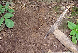 Není koule jako koule