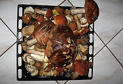 Když se hledání zvrhne na houbaření