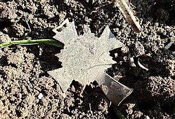 Mutterkreutz