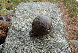 Rolnička