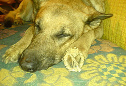 Odznaky, známky, přezka