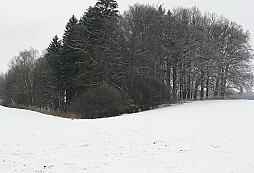 Nález lesní