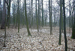 První nálezy s novým detekrorem