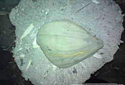 Delostrelecka povala alebo postupne skladanie 15cm s.F.H.18