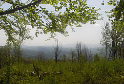 Karpaty