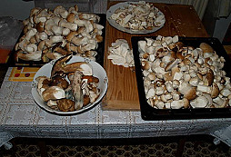 Nejde se nepochlubit aneb 430 kousků
