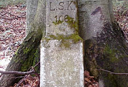 Korunované sľpiky v lese