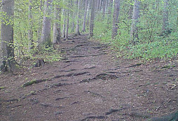 Všehochuť