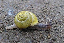 Kyselina fosforečná