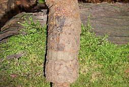 Stále rostou...