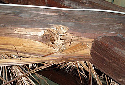 Červotoč to nebyl...