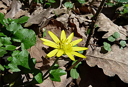 Zasa drobne