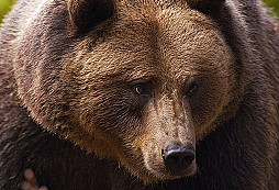 Medvede a orly  útočia na Slovensku