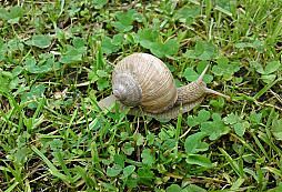 Drobnosti