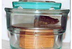 Protipěchotní mina GLASMINE 43 (GLAS.Mi. 43)