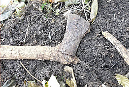 Stvrtok v nasom lesiku