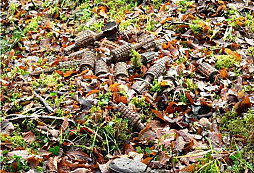 Starší nálezy profíků