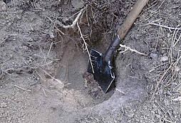 Moravská bojová bradatice