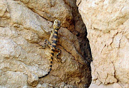 Dovolená bez režimu